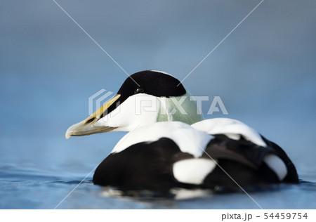 Close-up of a male common eider 54459754