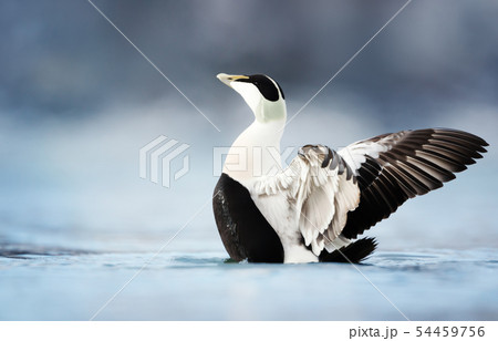 Male common eider with wings spread 54459756