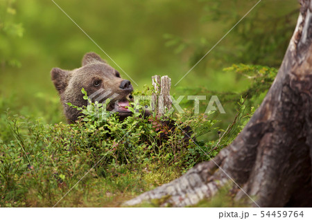 Eurasian brown bear cub eating a blueberry  54459764