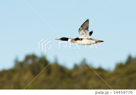 Close up of Red-breasted merganser in flight 54459770