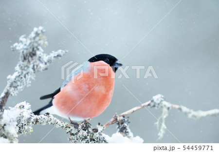 Eurasian bullfinch perched on a mossy branch  54459771
