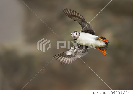 Close-up of Atlantic puffin in flight 54459772