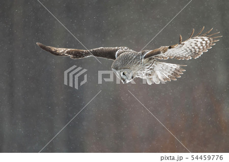 Great Grey Owl in flight in the falling snow Great Grey Owl in flight in the falling snow 54459776
