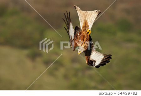 Close up of a Red kite in flight Close up of a Red kite in flight 54459782