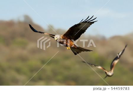 Close up of Red kites in flight Close up of Red kites in flight 54459783