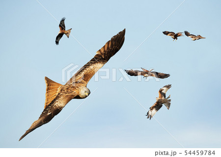 Flock of Red kites in flight Flock of Red kites in flight 54459784