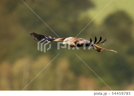 Close up of a Red kite in flight Close up of a Red kite in flight 54459785