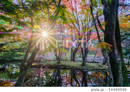 軽井沢　雲場池の紅葉 54460090