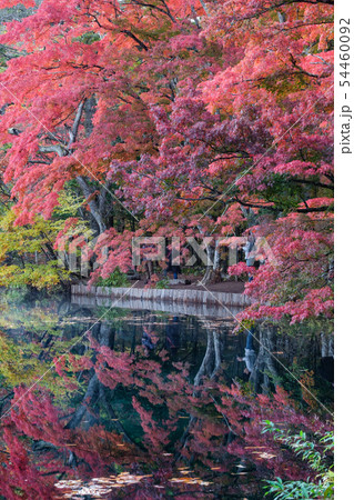 軽井沢 雲場池の紅葉 軽井沢 雲場池の紅葉 54460092