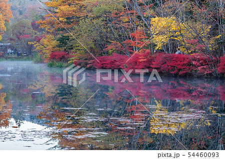 軽井沢　雲場池の紅葉 54460093