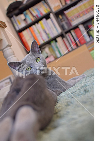 お尻を向けて振り向く猫 54460150