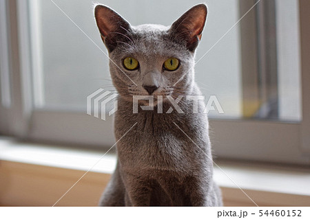 カメラを見つめる猫 54460152