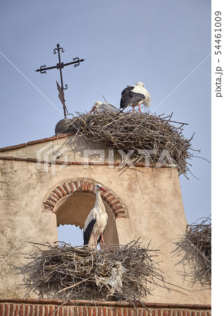 beautiful storks on a spring sunset beautiful storks on a spring sunset 54461009