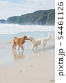 海で遊ぶ犬 54461126