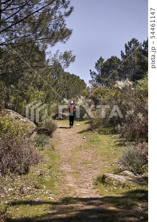 Woman doing trekking in nature 54461147
