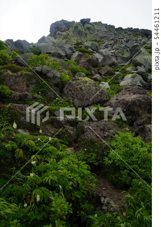 羅臼岳の岩稜帯 54461211