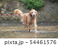川で遊ぶ犬 54461576