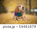 イチョウと犬 54461679