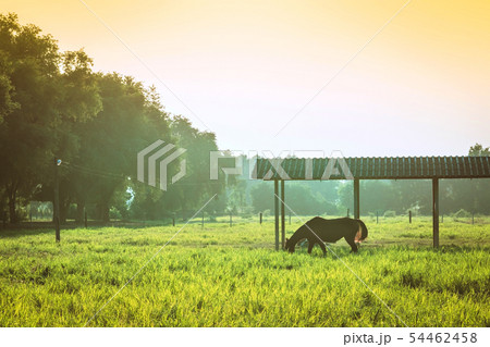 Horse is eating grass in the pasture 54462458