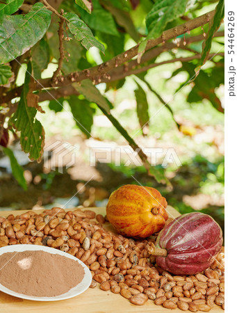 Cacao farm on harvest time Cacao farm on harvest time 54464269