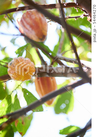 Yellow cacao pods 54464270