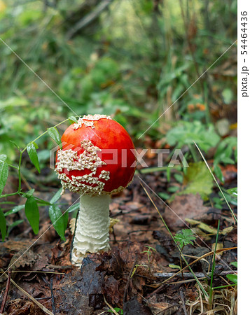Small mushroom amanita known as fly agaric grows in the forest - vertical image Small mushroom amanita known as fly agaric grows in the forest - vertical image 54464436