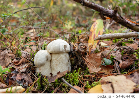 Two beautiful little mushrooms Leccinum percandidum, known as a Orange birch bolete, grows in a 54464440
