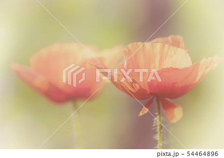 Pair of red poppy flowers Pair of red poppy flowers 54464896