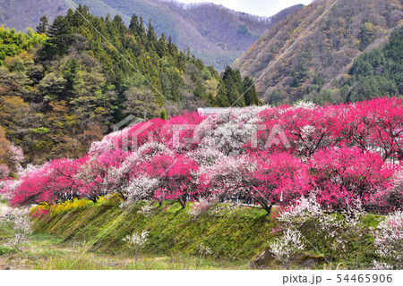 花桃の里 54465906