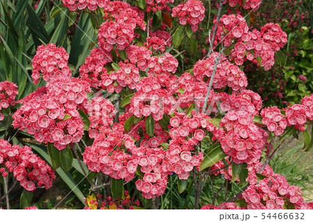 カルミア 54466632