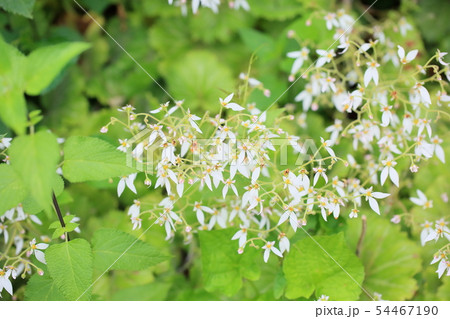ユキノシタの花 54467190
