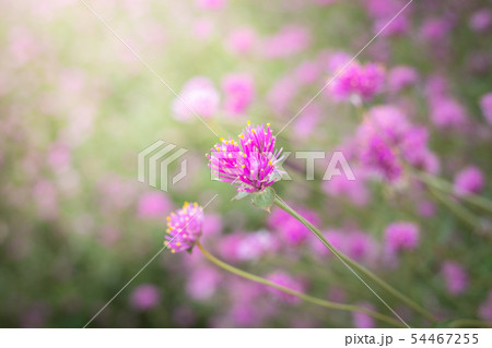 The background image of the colorful flowers 54467255