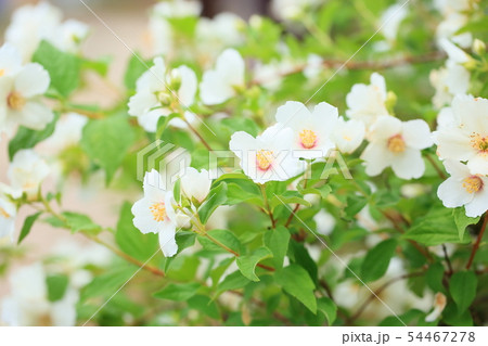 バイカウツギの花 54467278
