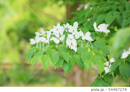 ヤマボウシの花 54467279