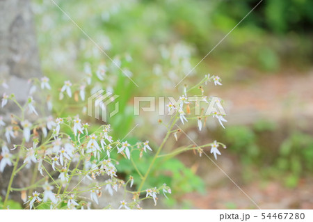 ユキノシタの花 54467280