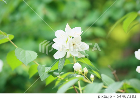 バイカウツギの花 54467383