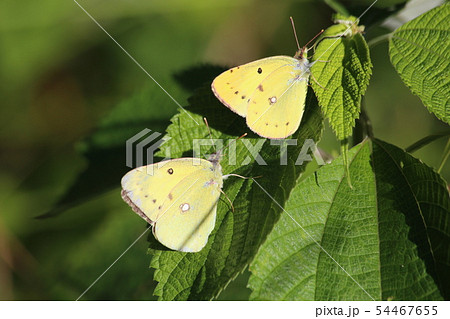 モンキチョウ 54467655