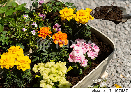 ガーデニング 54467687