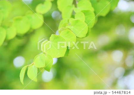 カツラの葉 54467814