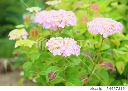 アジサイの花 54467816
