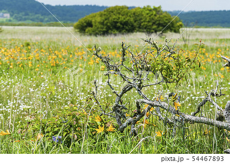霧多布湿原のエゾカンゾウ 霧多布湿原のエゾカンゾウ 54467893