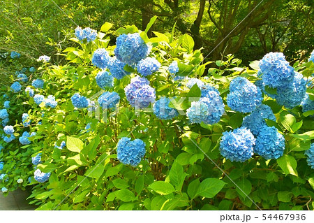 明月院ブルー 明月院ブルー 54467936