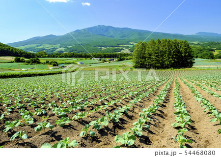 嬬恋高原のキャベツ畑3 嬬恋高原のキャベツ畑3 54468080