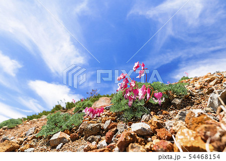 こまくさと夏空 54468154