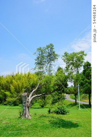蜻蛉池公園 大阪府 蜻蛉池公園 大阪府 54468164