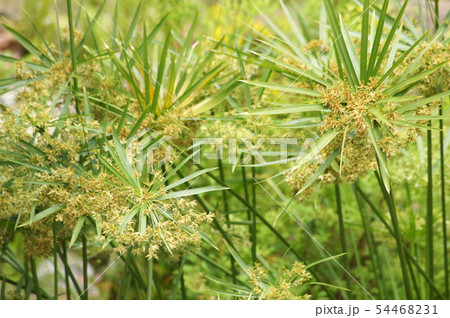 シュロガヤツリ 54468231