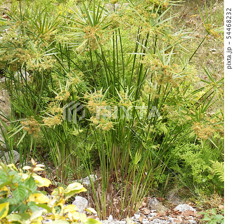 シュロガヤツリ 54468232
