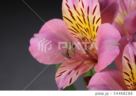 アルストロメリア 54468289