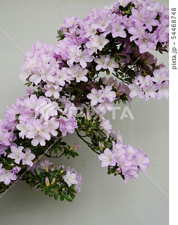 紫色の花　盆栽作り 54468748