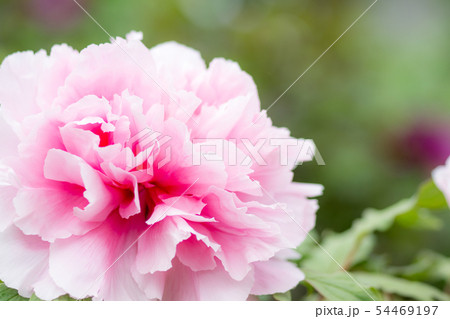 ボタンの花 54469197